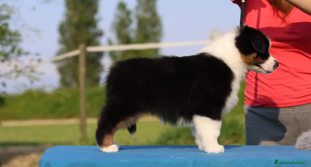Australian Shepherd cani in vendita: Cuccioli di pastore australiano  - Annuncio 2