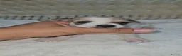 Chihuahua cani in vendita: Chihuahua maschio toy a Città Metropolitana di Bologna - Annuncio 3