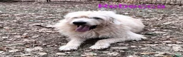 Altre razze cani in regalo: REBECCA dolcissima past. Vandeano a Provincia di Alessandria - Annuncio 2