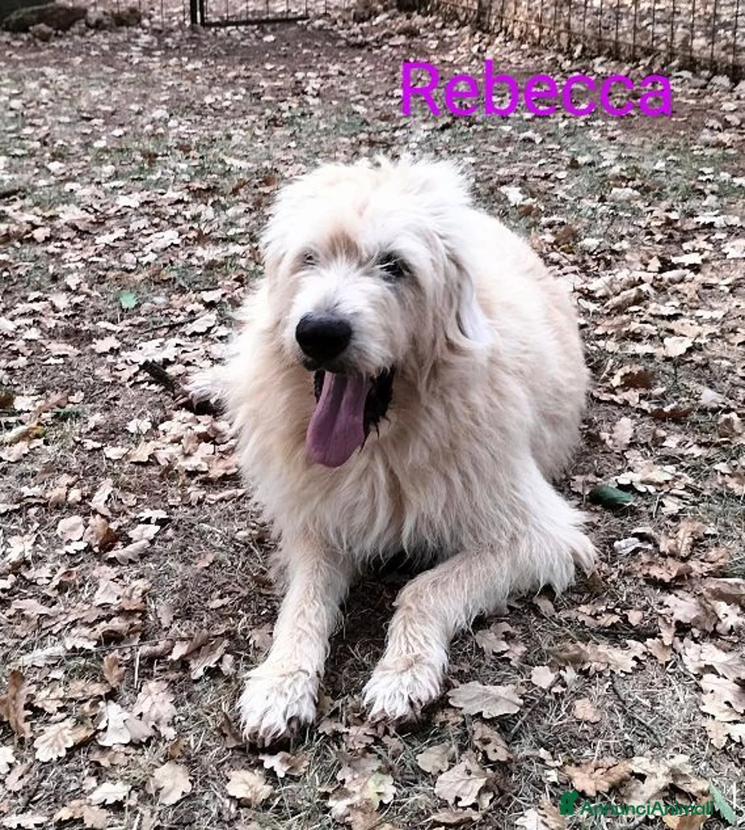 Altre razze cani in regalo: REBECCA dolcissima past. Vandeano a Provincia di Alessandria - Annuncio 2