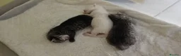 Persiano gatti in vendita: CUCCIOLI TABBY - CHICHILLA' SILVER e WHITE - Annuncio 7