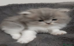 Persiano gatti in vendita: Gattini persiano bicolore a Città metropolitana di Messina - Immagine 4
