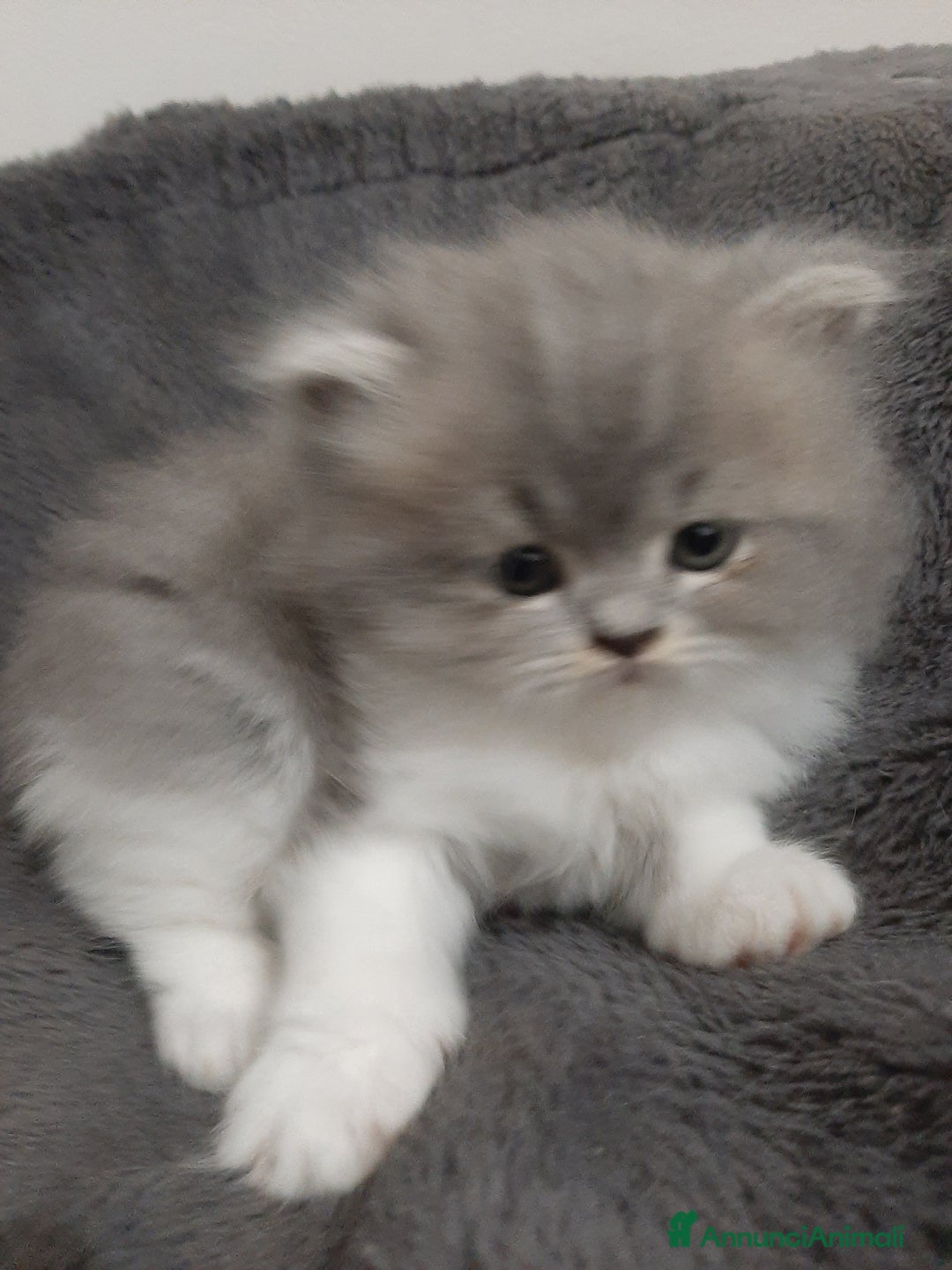 Persiano gatti in vendita: Gattini persiano bicolore a Città metropolitana di Messina - Immagine 4