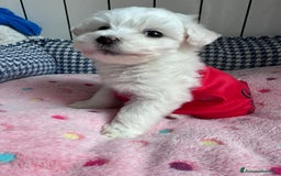 Maltese cani in vendita: Cuccioli di maltese  a Città metropolitana di Milano - Immagine 2