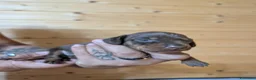 Bassotto cani in vendita: Cuccioli di Bassotto Kaninchen a pelo corto - Annuncio 5