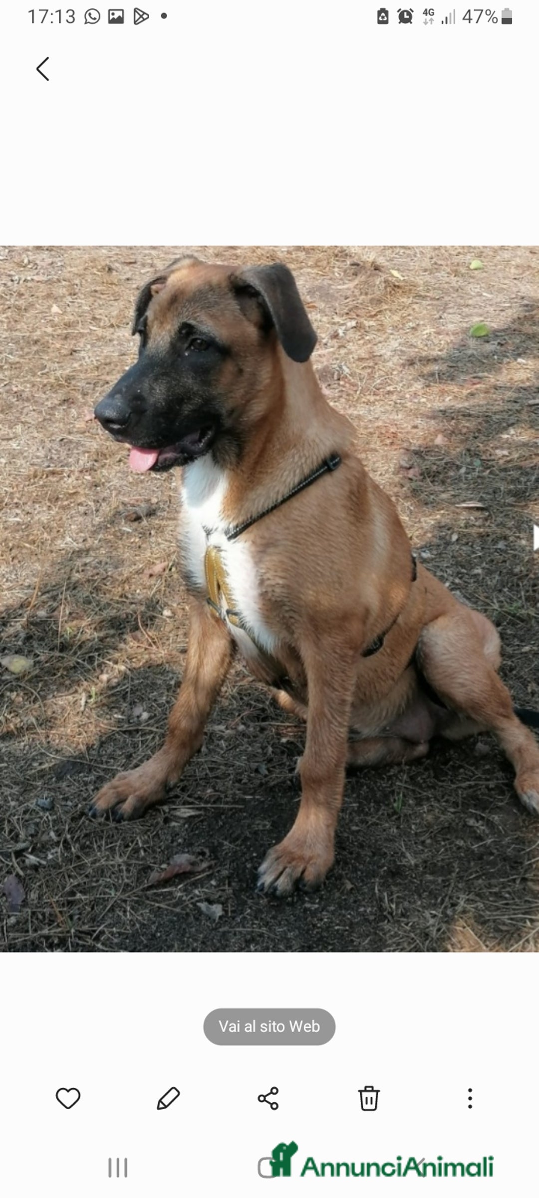 Meticcio cani in regalo: Gaia mix Malinois 3anni sola tutto il giornoNAPOLI a Città metropolitana di Milano - Annuncio 4