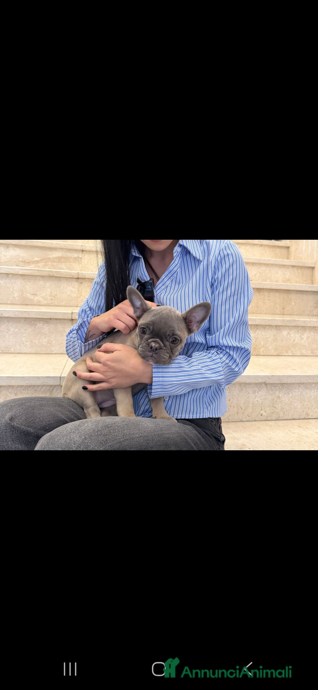 Bulldog Francese cani in vendita: Bulldog francese esotico - Annuncio 2