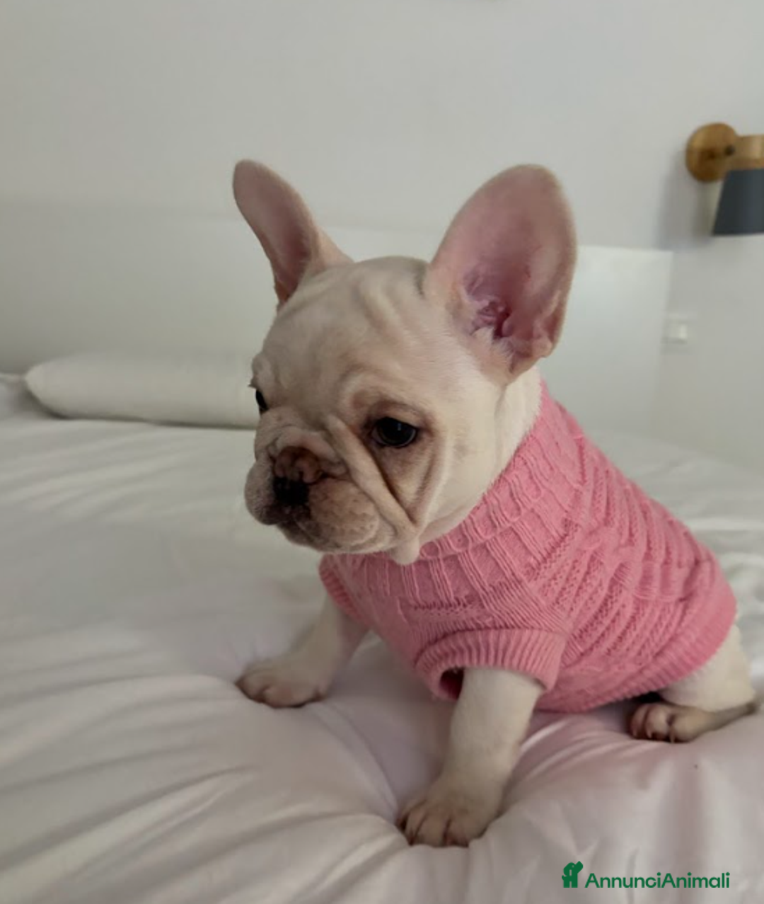 Bulldog Francese cani in vendita: French Bulldog Femmina  - Annuncio 1