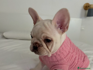 Bulldog Francese cani - Annuncio 27