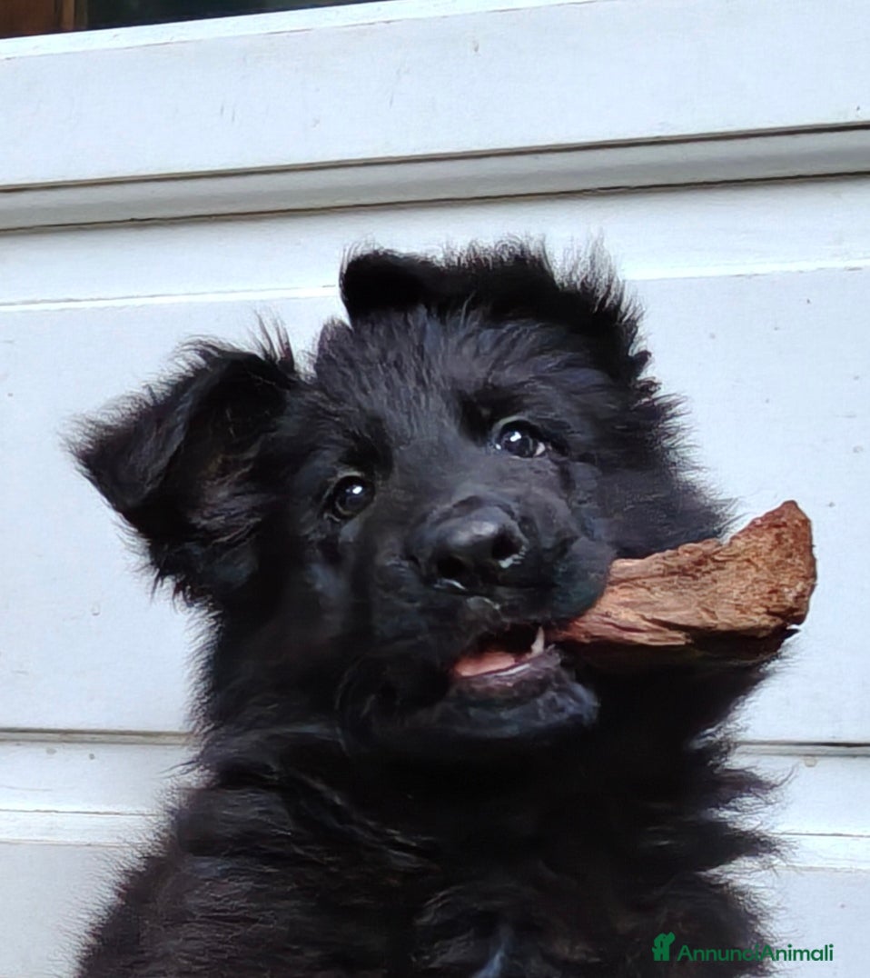 Pastore Tedesco cani Pastore Tedesco Pelo Lungo cuccioli  - Annuncio 2