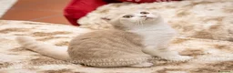Scottish gatti in vendita: Maschietti Scottish Fold - Annuncio 5