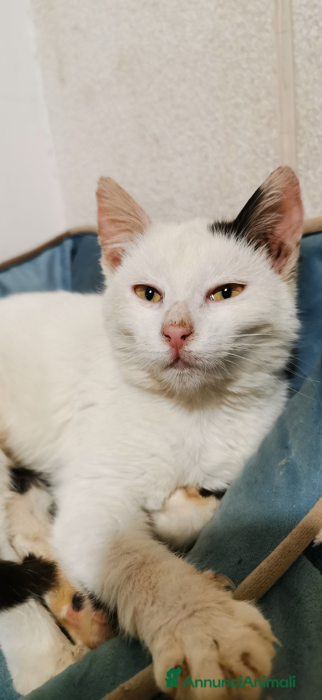 Europeo gatti in regalo: Gattina Bianca - Annuncio 8