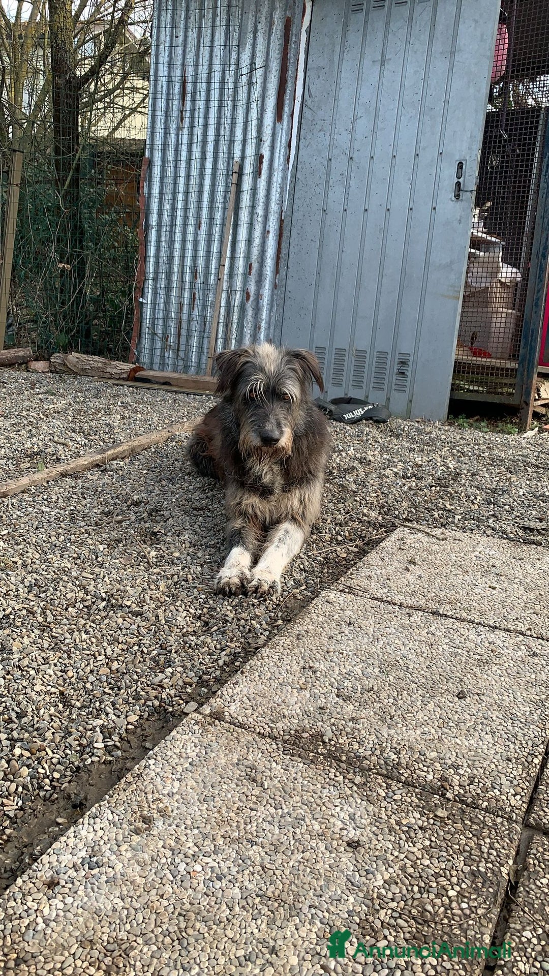 Meticcio cani in regalo: Benji un gigante affettuosissimo a Città Metropolitana di Milano - Annuncio 11