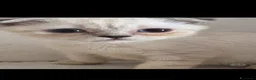 Scottish gatti in vendita: Splendori gattini schottisch Fold è brithish - Annuncio 10