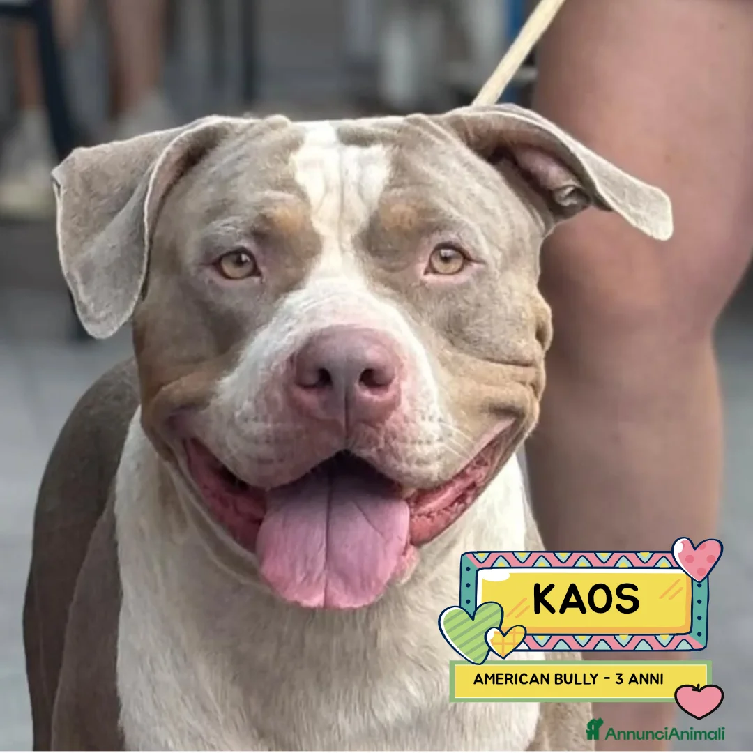 American Bully cani in regalo: KAOS american bully XL cerca casa - in adozione - Annuncio 1