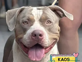 American Bully cani KAOS american bully XL cerca casa - in adozione - Annuncio 1