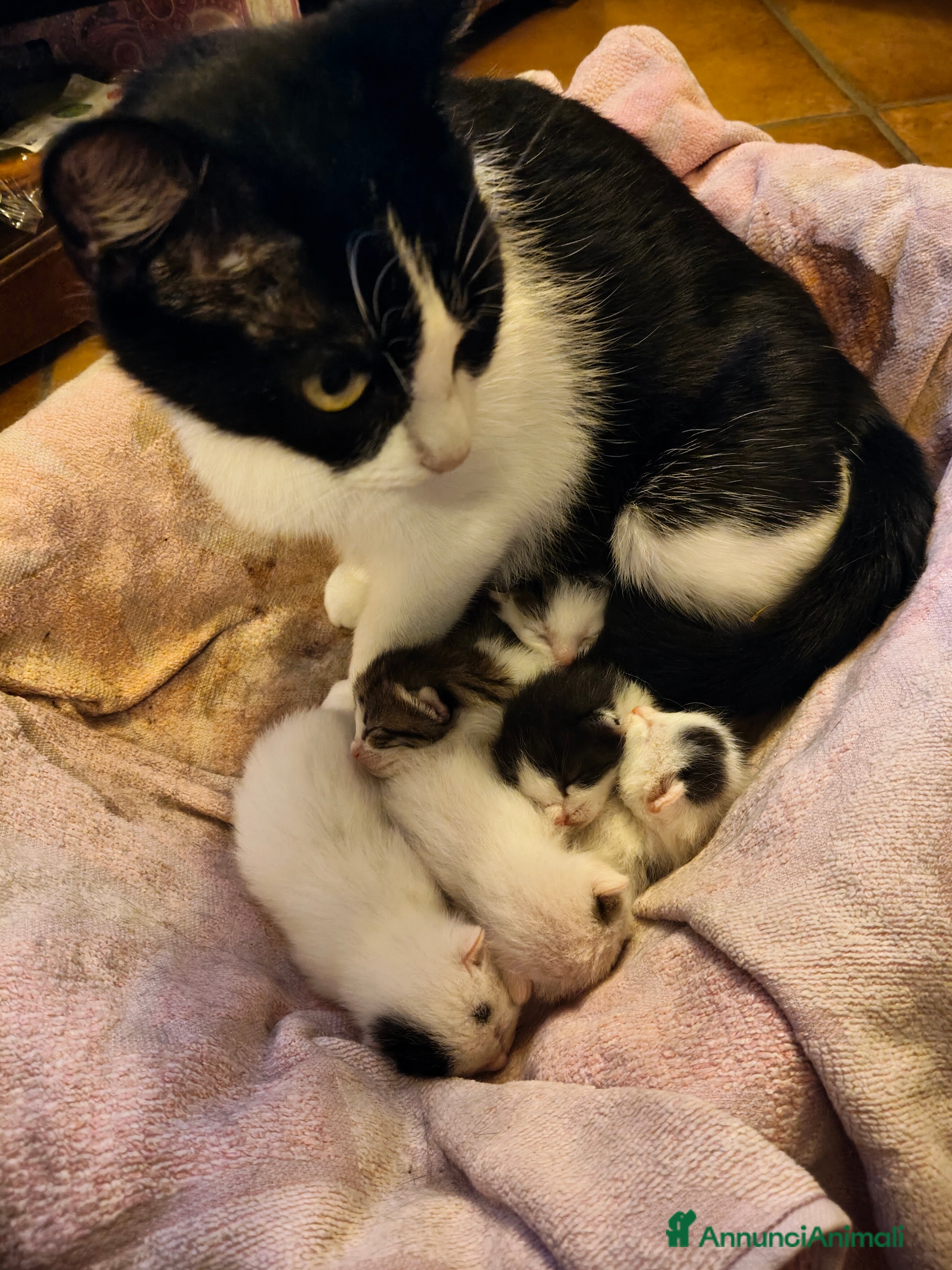 Meticcio gatti Gattini adorabili  - Annuncio 1