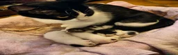 Meticcio gatti in regalo: Gattini adorabili  a Provincia di Caserta - Annuncio 1