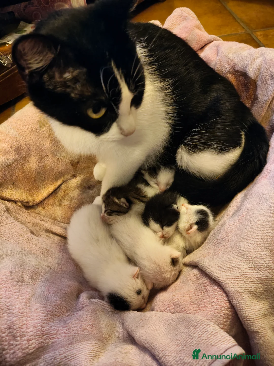 Meticcio gatti in regalo: Gattini adorabili  a Provincia di Caserta - Annuncio 1