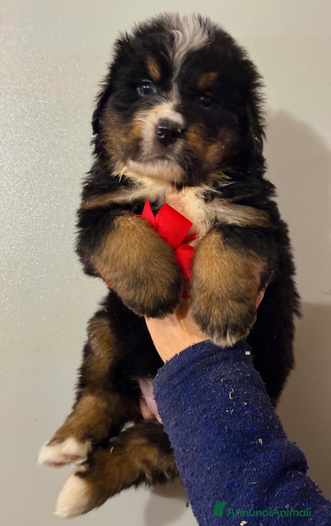 Bovaro del Bernese cani in vendita: Cuccioli Disponibili Bovaro del Bernese - Annuncio 6