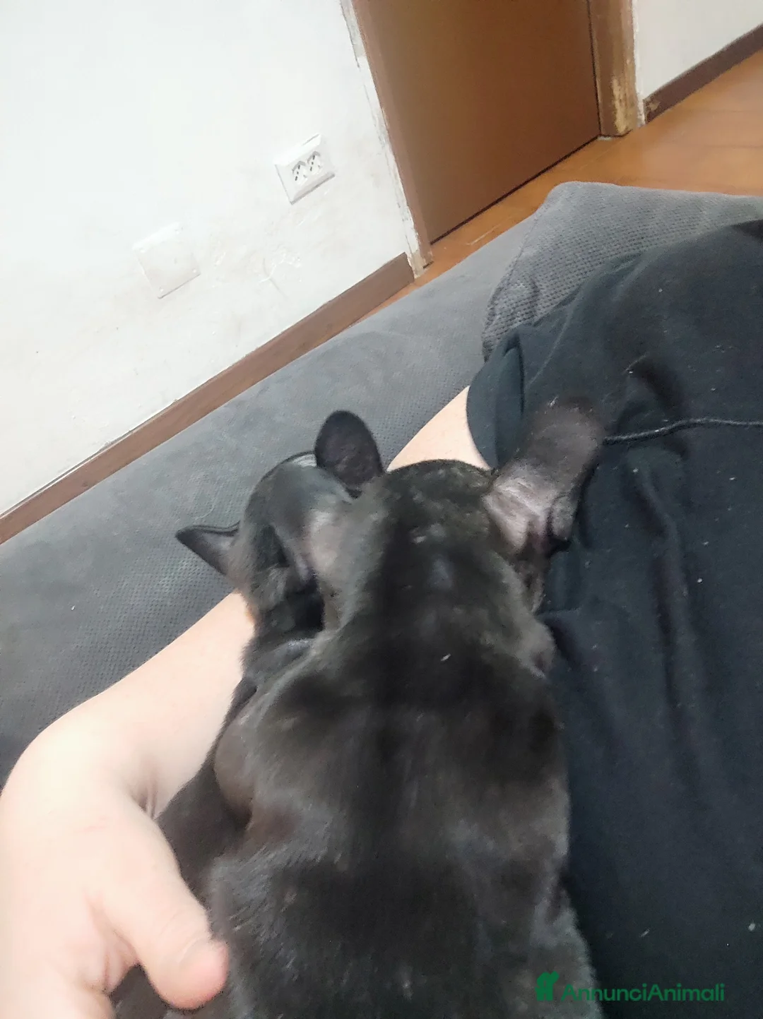 Bulldog Francese cani in vendita: Cuccioli di bulldog francese  - Annuncio 3