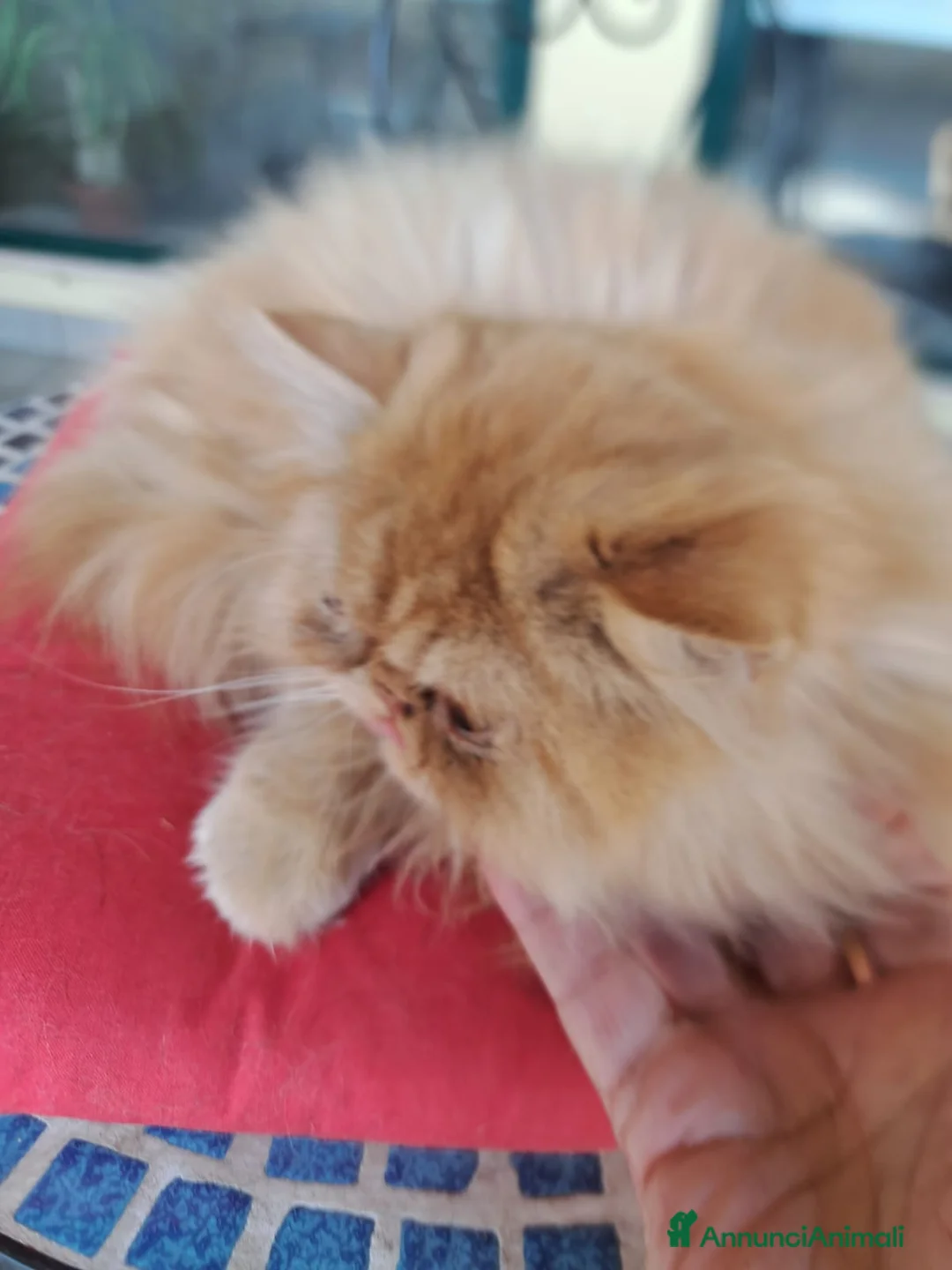 Persiano gatti in vendita: Gatto persiano maschio a Provincia di Reggio Emilia - Annuncio 5