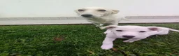 Pastore Svizzero cani in vendita: Cuccioli di pastore svizzero bianco a pelo corto - Annuncio 8