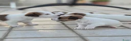 Jack Russell cani in vendita: 🐾 JACK RUSSELL TERRIER – PELO RUDIVO/BROKEN –  🐾 - Annuncio 12