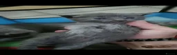Certosino gatti in vendita: CUCCIOLI DI CERTOSINO PURISSIMI  - Annuncio 3