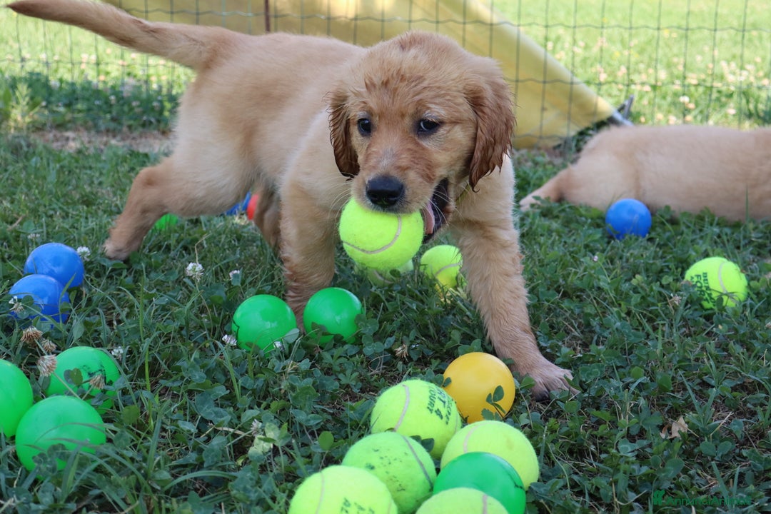 Golden Retriever cani in vendita: Cuccioli Golden Retriever  a Provincia di Vicenza - Immagine 4