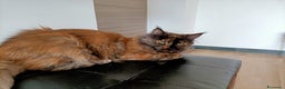 Maine Coon gatti in regalo: Gatta Maine coon in adozione  - Annuncio 1