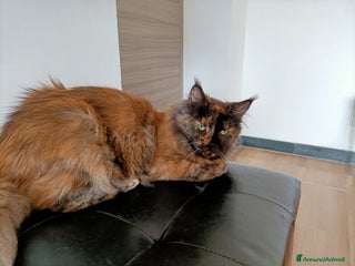 Maine Coon gatti Gatta Maine coon in adozione - Annuncio 13