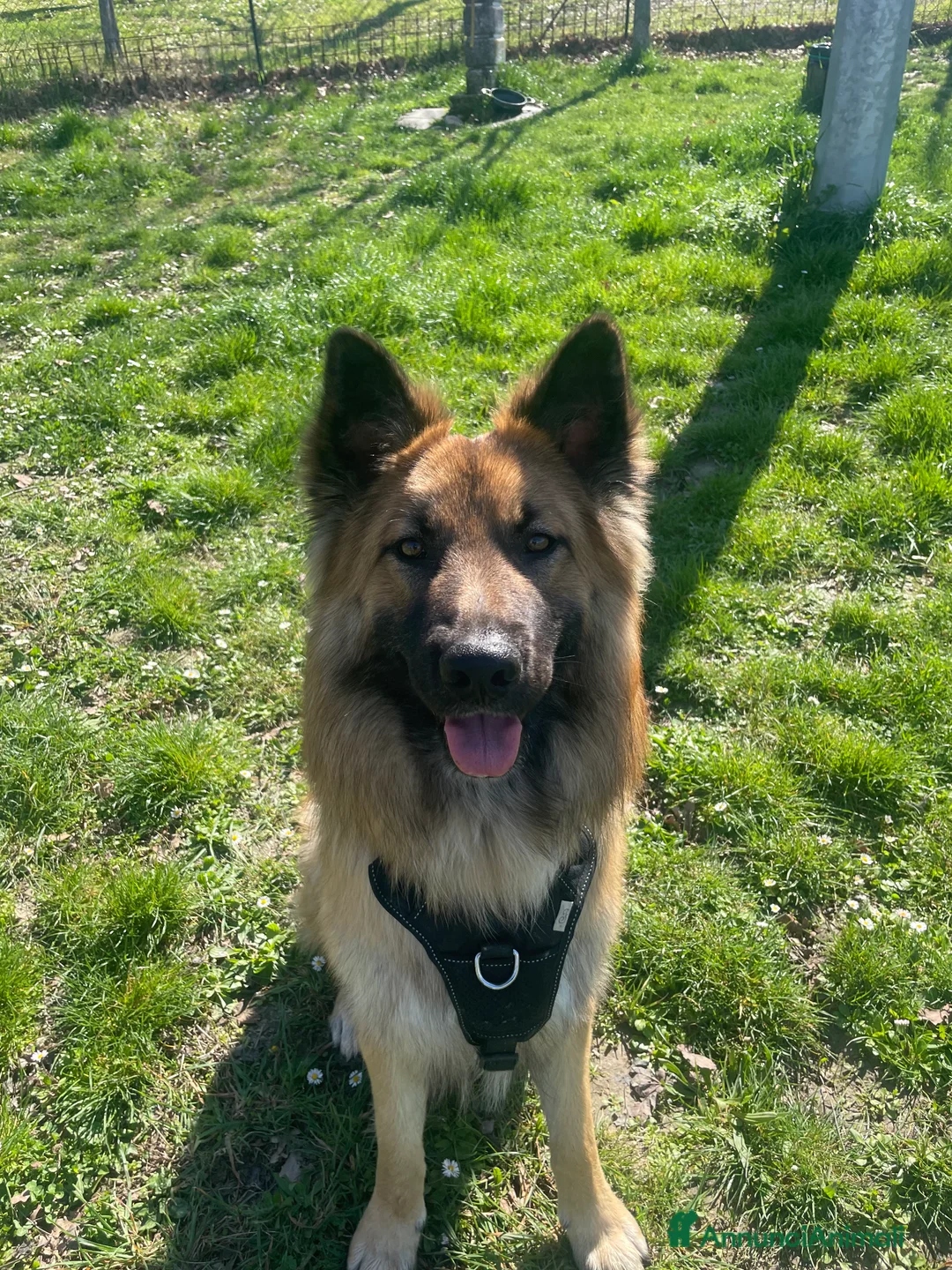 Meticcio cani per accoppiamento: Cerco femmina per accopiamento - Annuncio 12