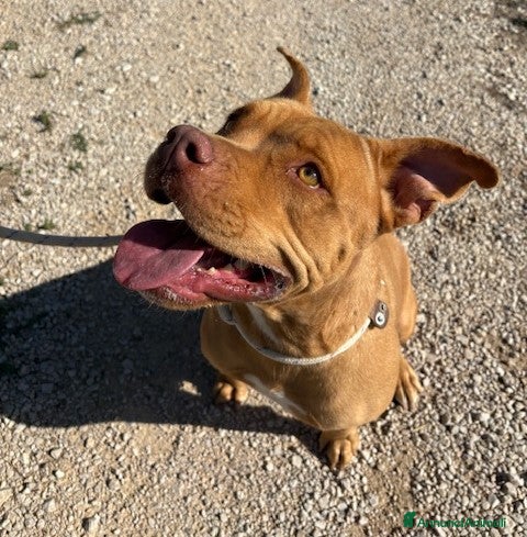 Pitbull cani Regina, splendida pit dagli occhi marroni  - Annuncio 8