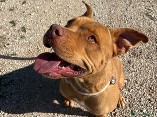 Pitbull cani Regina, splendida pit dagli occhi marroni - Annuncio 20