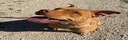 Pitbull cani in regalo: Regina, splendida pit dagli occhi marroni  - Annuncio 1