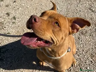 Pitbull cani Regina, splendida pit dagli occhi marroni - Annuncio 10