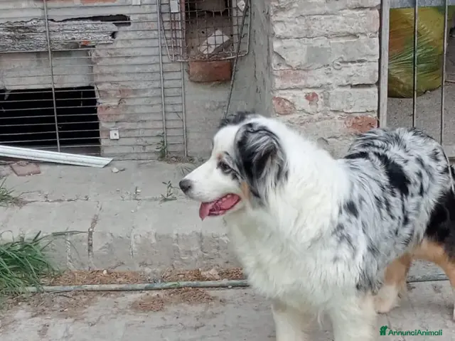 Australian Shepherd cani 3 Cuccioli di pastore australiano - Annuncio 1
