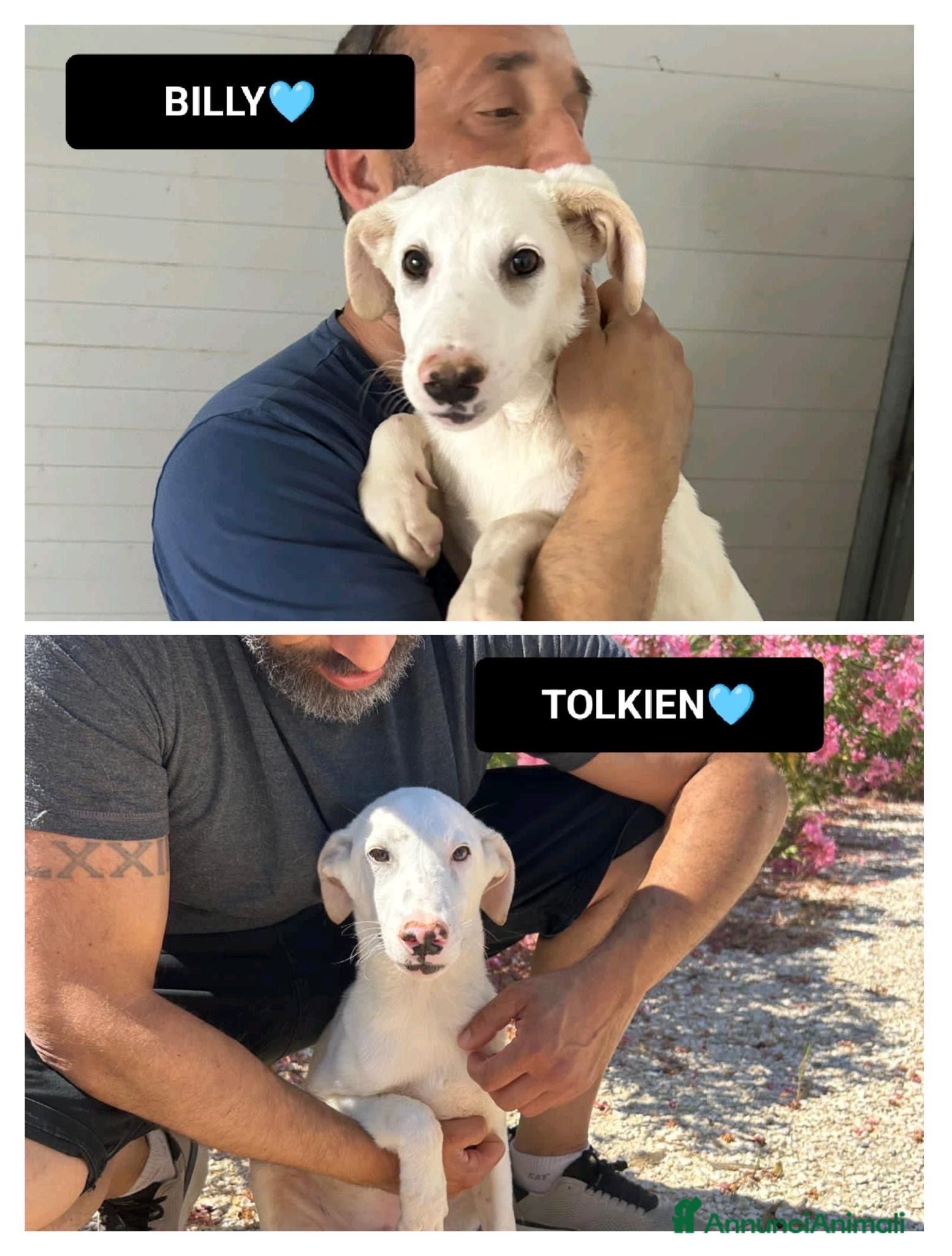 Meticcio cani tolkien e billy - Annuncio 22