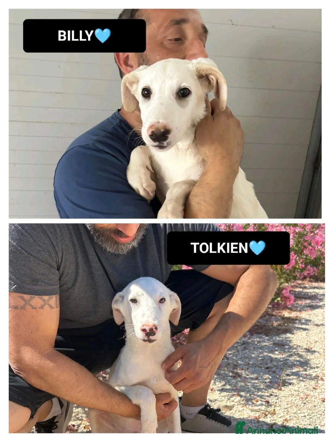 Meticcio cani in regalo: tolkien e billy - Annuncio 1