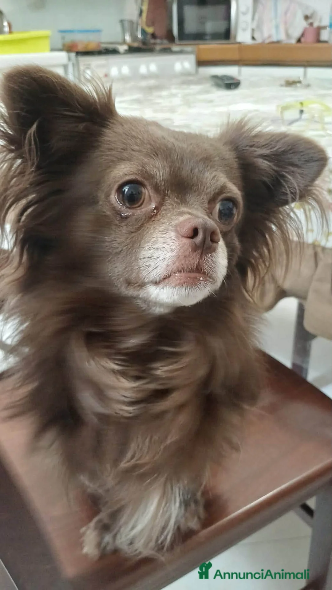 Chihuahua cani in regalo: Rio, chiuhuahua in cerca di casa a Città Metropolitana di Bari - Annuncio 2