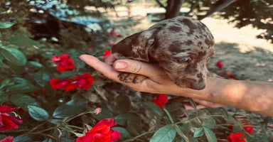 Bassotto cani a Provincia di Asti - Annuncio 4