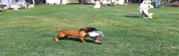 Boxer cani in vendita: BOXER CUCCIOLO FULVO  - Annuncio 4