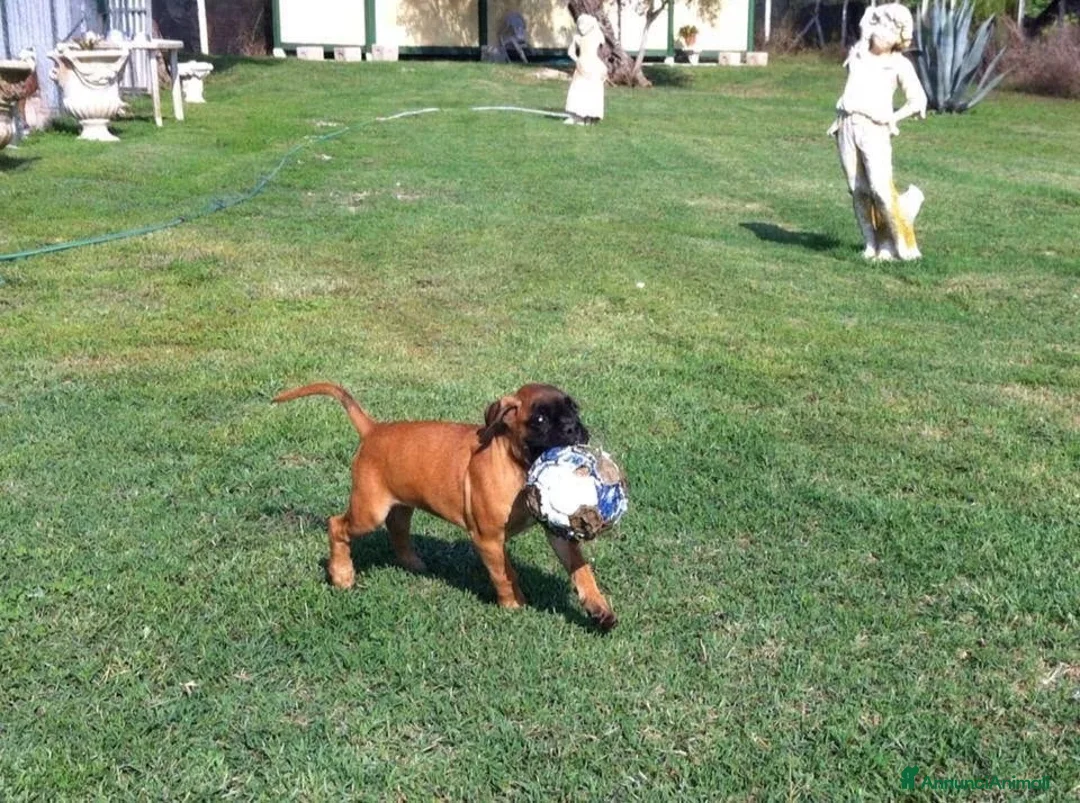 Boxer cani in vendita: BOXER CUCCIOLO FULVO  - Annuncio 4