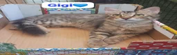 Meticcio cani in regalo: Una seconda possibilità di amore e coccole  - Annuncio 6