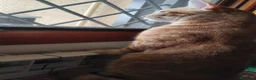 Meticcio gatti in regalo: Regalo gattini di 3-4 mesi e di 1 anno e mezzo  a Città metropolitana di Roma Capitale - Annuncio 2