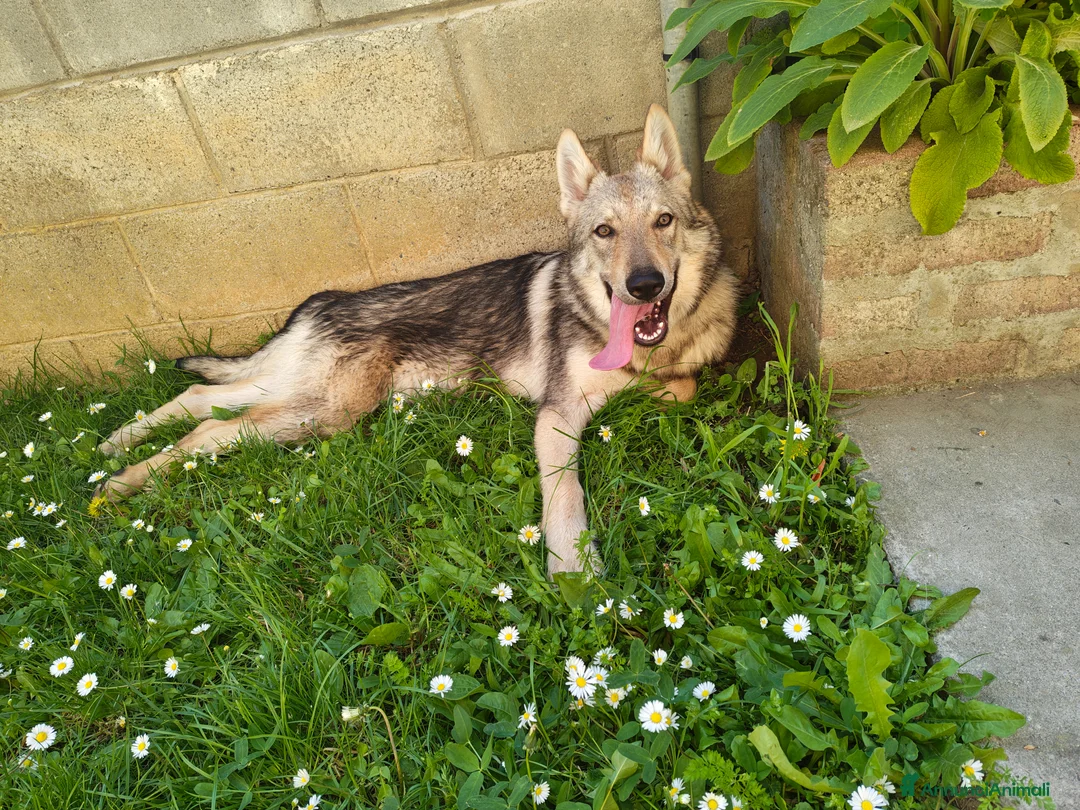 Lupo Cecoslovacco cani in vendita: Splendido cucciolo di Lupo Cecoslovacco (4 mesi)  - Annuncio 4