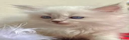 Ragdoll gatti in vendita: cuccioli di ragdoll genitori con pedigree - Annuncio 6