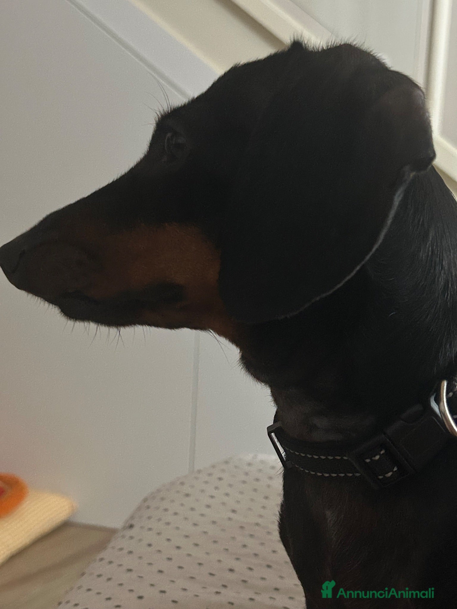 Bassotto cani Bassotto nano  - Annuncio 1