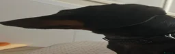 Bassotto cani in vendita: Bassotto nano  - Annuncio 1